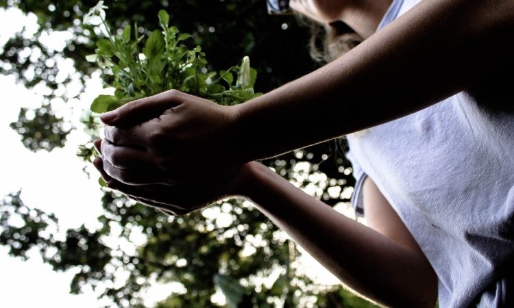 Ajdovščino s pomočjo donacije ozelenilo več kot tisoč dreves in grmovnic