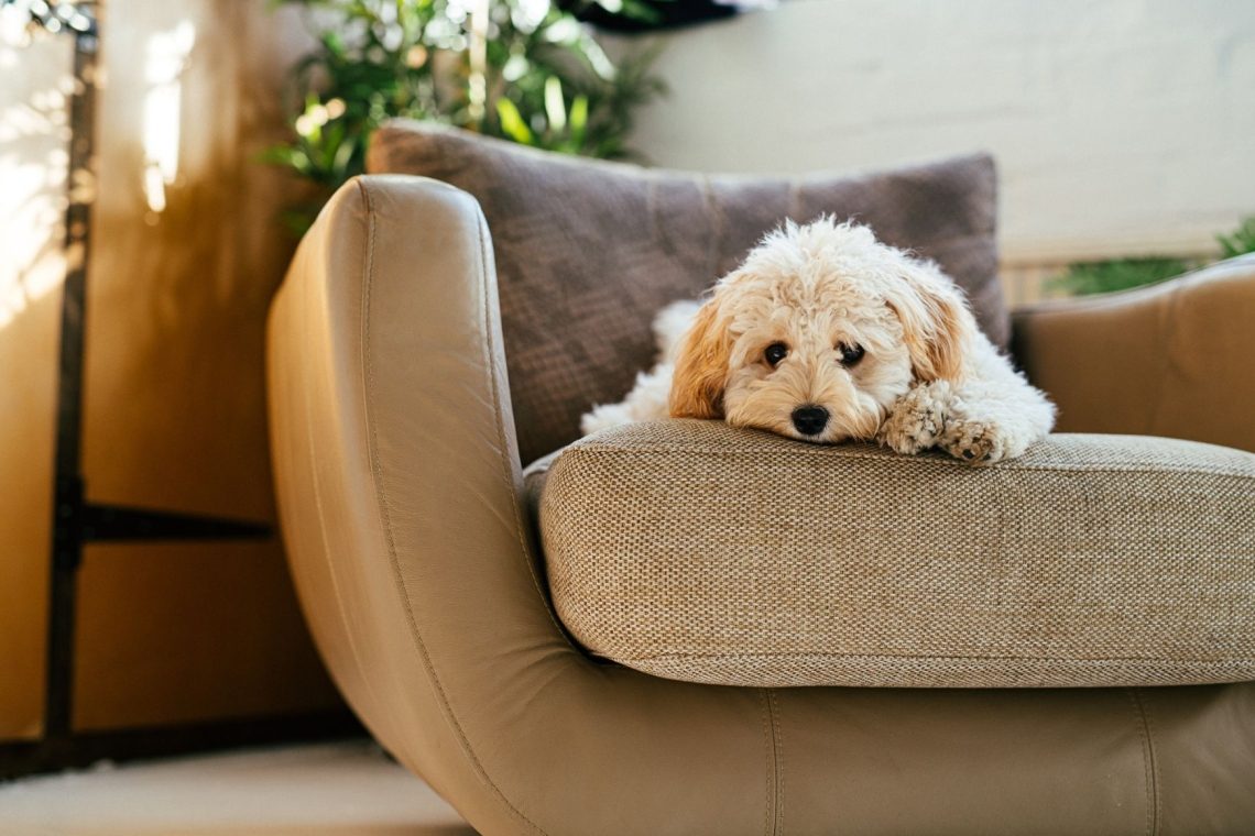 Od divjih živali do hišnih ljubljenčkov - Kako so živali postale družina?