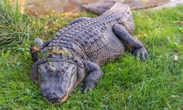 Aligator napadel žensko med plavanjem v reki na Floridi