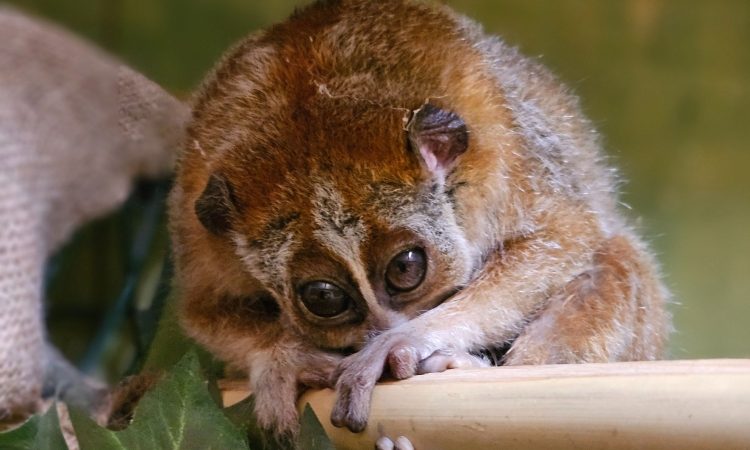 V Tropsko hišo prispela mlada samica pritlikavega počasnega lorija