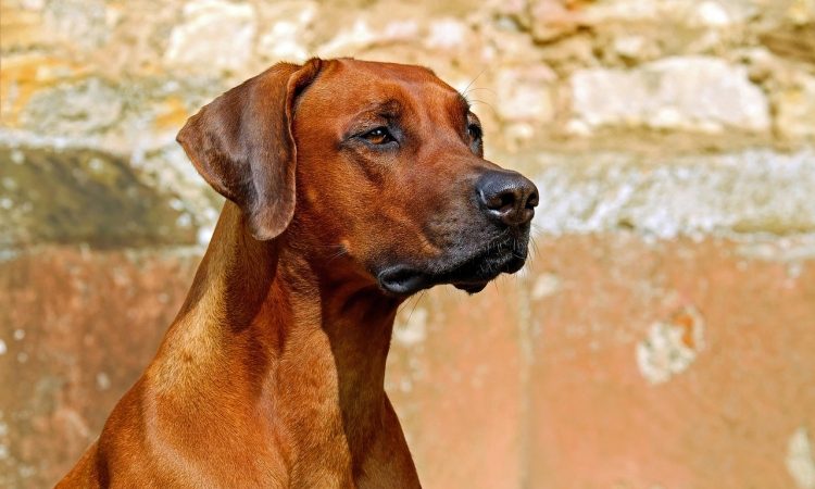 Veterinarji opozarjajo na nevarnost peščenih muh za pse