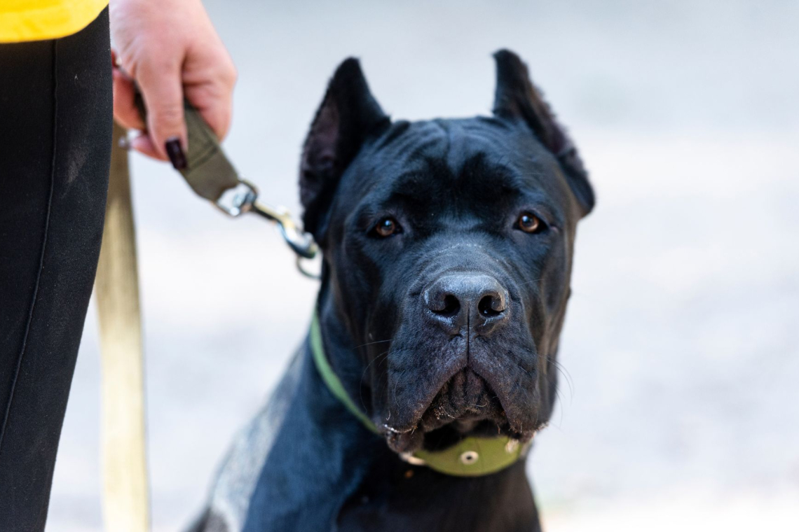 Zaradi soli za posipanje ostali brez psa